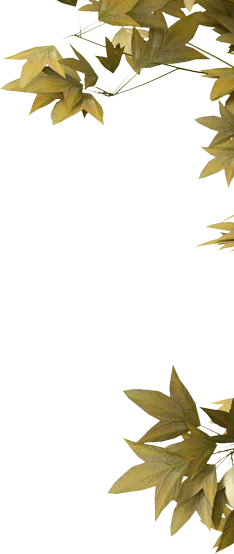 悟空体育